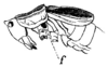 Psacadonotus seriatus Redtenbacher, 1891: Pl. III, Fig. 58 a. female (pronotum length 5.5 mm tegmina 8 mm, f. = foramen prothoracis). (Otu).
