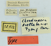 CollectionObject 1531752; 162634ba-6393-4b38-8be6-ae4399d3dd9c: labels (holotype). (CollectionObject).
