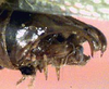 apex of abdomen of male (holotype). Depicts CollectionObject 1516944; 85606b89-3b2d-42d9-990c-56eafbe44b49, a CollectionObject.