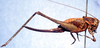 Eremopedes (Eremopedes) scudderi Cockerell, 1898: female (possible type). (Otu).