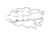 Morphopus phyllocerus (Bolívar, 1887): Pl. 1, Fig. 14. male middle femur, cephalic face (Morphopus affinis). (Otu).