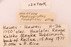 CollectionObject 1522870; 210fa7d1-de60-4840-9b0e-4a86127b0c23: Male, labels (holotype of Modicogryllus pacificus). (CollectionObject).