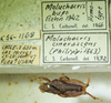 CollectionObject 1498692; 66c7d17b-c0e7-4003-bd27-74045187e68d: male with labels, dorsal view. (CollectionObject).
