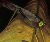 Euceraia insignis Hebard, 1927: female, lateral view (Costa Rica, La Selva). (Otu).