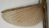 CollectionObject 1557219; NMW 958, ec1a6b06-65fb-4541-ad41-0b6c68f6925e: copyright NMW, Vienna. female, wings (holotype). (CollectionObject).