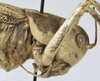 female pronotum lateral (paratype). Depicts Mongolodectes kaszabi Bazyluk, 1972, an Otu.