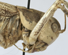 Mongolodectes kaszabi Bazyluk, 1972: female pronotum lateral (paratype). (Otu).