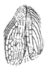 Scepastus pachyrrhynchoides Gerstaecker, 1863: Pl. 1, Fig. 3a. (Otu).