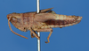 CollectionObject 1535747; 72322e70-2aa5-4277-82b7-5e1ba117d449: male, lateral view (holotype). (CollectionObject).