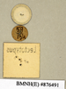 Apotrogia angolensis Kirby, 1900: Copyright Natural History Museum, London. Labels (underside) from lectotype (female nymph) in BM(NH). (Otu).