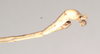 CollectionObject 1557971; 9c057d24-65f4-4e8d-8929-50c02566117d: copyright Natural History Museum, London. male: end of abdomen, lateral view (holotype). (CollectionObject).