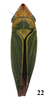 Habitus, dorsal view on Draeculacephala soluta Gibson, 1919: (Observation).
