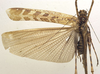 CollectionObject 1505850; ba5bf591-def2-481a-9a2e-98e1e663e95e: male, dorsal view (holotype). (CollectionObject).