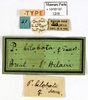 CollectionObject 1587253; MNHN(SF IMPORT DUPLICATE) MNHN-EP-EP1203, 9093143d-4ba6-439b-806c-c00c73061979: CC BY-NC-ND 4.0/MNHN - Depraetere Marion - 2014. Type, female, of bilobata Saussure, 1864. Specimen number: MNHN-EP-EP1203. http://coldb.mnhn.fr/catalognumber/mnhn/ep/ep1203. (CollectionObject).