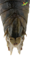 CollectionObject 2243517; Unioeste Cascavel K-0313, 0357a5fc-9f9e-4a49-8c5d-629b8889fa0b, Unioeste Cascavel K-0313: K-0313. Female. End of abdomen. Dorsal view. (CollectionObject).