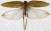 CollectionObject 1564226; NMW 4801, 4563f76e-c546-4649-b48a-dad1d505a1a2: female, dorsal view (syntype). (CollectionObject).