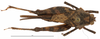 female, dorsal view (syntype). Depicts CollectionObject 1506785; c5f55a45-9389-4d17-8fc4-08ee7c6ebab9, a CollectionObject.