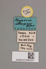 CollectionObject 2052025; bd80f90c-86d6-4a1e-bc5b-764631fbbf34, NHMUK015982251: labels (paratype). (CollectionObject).