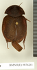 CollectionObject 1572879; fa43a020-c215-473b-bb77-5f596b654414: Copyright Natural History Museum, London. Non-type (adult female) in BM(NH). Dorsal view. (CollectionObject).