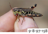 Melanoplus uinta Otte, 2012: (Otu).