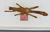 CollectionObject 1557493; 8f0ee6a6-9c88-4a79-ab36-6ed3d5d77847: copyright USNM, Washington. male (holotype). (CollectionObject).
