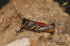 CollectionObject 1849151; cdafbf33-13ab-492c-a4ac-e64b53dcde8f, Unioeste Cascavel SAOP-0007: Male, in vivo. Lateral view. (CollectionObject).