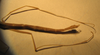 CollectionObject 1561668; 4d116c9b-ffc9-411e-b43c-2cae8bb14825: copyright NZSI, Calcutta. male, abdomen (holotype). (CollectionObject).