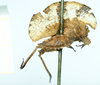 CollectionObject 1593707; 92f9afac-292d-4ee7-90a1-36737d11cca1: female (no type), lateral view. (CollectionObject).