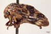 Habitus, lateral view: !! display not done !! on Carynota maculata Funkhouser, 1915: (Observation).