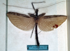 CollectionObject 1559823; 1820c8b3-d64f-41cb-b6eb-c4d44faba946, NMW 232: copyright NMW, Vienna. male (syntype). (CollectionObject).