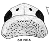 Habitus, dorsal view: !! display not done !! on Ponana (Ponana) grisea (Spångberg, 1878): (Observation).