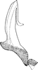 Aedeagus, lateral view on Cosmotettix (Cosmotettix) caudatus (Flor, 1861): Aedeagus, lateral view. (Observation).