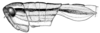 Aleuas vitticollis Stål, 1878: Fig. 19B. female, brown form, from Argentina, Prov. Corrientes, Arroyo San Joaquin. (Otu).