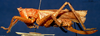 CollectionObject 1516740; 4f85737c-4de4-4150-8697-b5b3e6e022a6: female, lateral view (holotype). (CollectionObject).