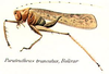 Parateuthras truncatus Bolívar, 1905: female habitus. (Otu).