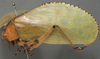 CollectionObject 1505838; 21c3650c-79ff-4c0e-85f7-fd01f0e6c019: male, lateral view. (CollectionObject).