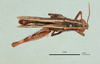 Heteracris persa (Uvarov, 1933): male, dorsal view (paratype). (Otu).