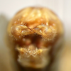 CollectionObject 1505669; e28bcb11-7e21-42cc-8942-6a6c130ea64a: male cerci, caudal view (syntype of Ruspolia brevipennis). (CollectionObject).