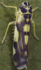 Habitus, dorsal view on Eupteryx (Eupteryx) aurata (Linnaeus, 1758): Habitus (female). (Observation).