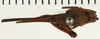 CollectionObject 1573286; NHRS NRM-ORTH 12995, 70792e2b-5f53-43f1-9059-bb1be7a71310: female, dorsal view (syntype). (CollectionObject).