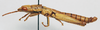 CollectionObject 1540560; 15150f73-2b48-4509-a8ae-78cbdcec4a5d: male, lateral view (lectotype). (CollectionObject).