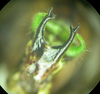 Encentra longipes Redtenbacher, 1892: male, subgenital plate ventral view. (Otu).