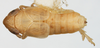 Habitus, dorsal view: !! display not done !! on Delphacinus mesomela (Boheman, 1850): (Observation).