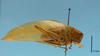 CollectionObject 1542959; 971944db-c302-4656-842e-7079481d34e4: male, body lateral view (paratype). (CollectionObject).