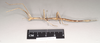 CollectionObject 1561031; NHMUK(SF IMPORT DUPLICATE) 845178-845179, de869378-04ec-471e-8e79-2962a388ba6d: copyright Natural History Museum, London. female, lateral view of synonym Bacillus coccyx (syntype). (CollectionObject).