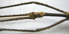CollectionObject 1562670; 20603ec3-01e3-46c9-bf48-c588a60e8d8e: copyright FRIM. male: head of Pharncia chiniensis (paratype). (CollectionObject).