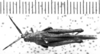 CollectionObject 1543671; 0e41b2c0-0f32-45cb-a92b-84cc0a375102: Image Carbonell, C.S. female, dorsal view (syntype). (CollectionObject).