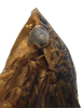 Head on Coarctana rana (DeLong & Wolda, 1982): Male [DZUP]: head, pronotum and mesonotum, lateral view. (Observation).