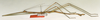 CollectionObject 1563482; ce82e9ab-7f2f-4d5b-a4fd-84d0be9af5f5: copyright ZSMC. male, lateral view (holotype). (CollectionObject).