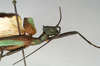 CollectionObject 1558268; f3dad98e-bffc-419f-b891-eed915efa757: copyright MIZ, Warsaw. male: head and thorax, lateral view (syntype). (CollectionObject).;CollectionObject 1558269; b4cef16c-4cb8-45c5-b455-7adc37dbc9d4: copyright MIZ, Warsaw. male: head and thorax, lateral view (syntype). (CollectionObject).